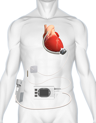 ��8ͷ�����(�й���½)-�ٷ���վ